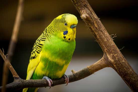 A bright apple green and yellow bird perched on a branch.