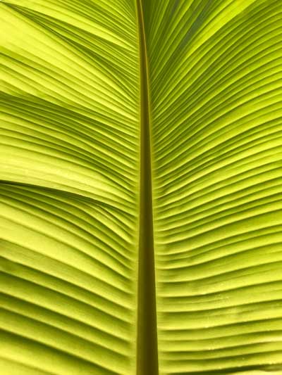 A bright apple green underside of a fern leaf.