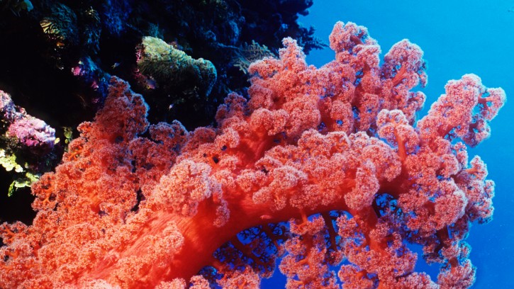 Precious coral