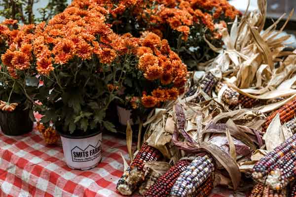 A wooden table sits outside overflowing with orange mums and stalks of indian corn in various warm fall colors.