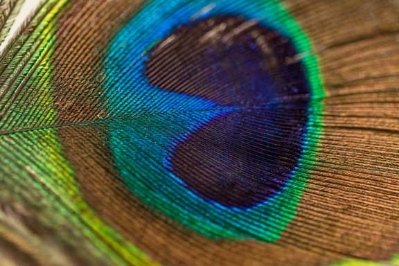 A close-up photo of a peacock feather