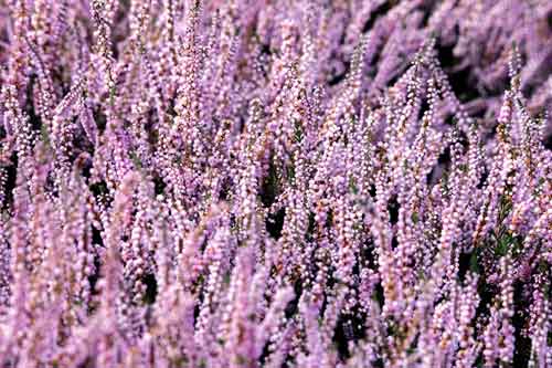 A pink field of heather