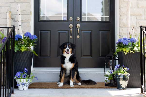 A dog stands in front of a front door recently painted a dramatic jet black.