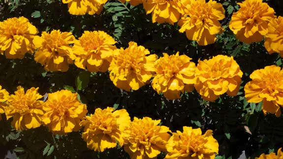 Lines of honey yellow marigold flowers blooming in the summer sun.