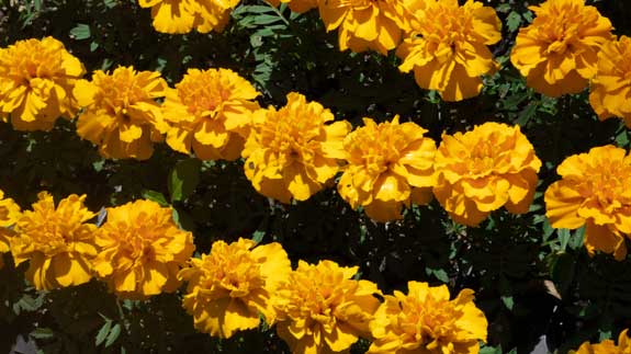 2021 Color Trends: Marigold