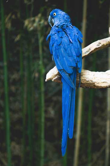 An ocean blue parrot is perched on a branch overlooking the rain forest.