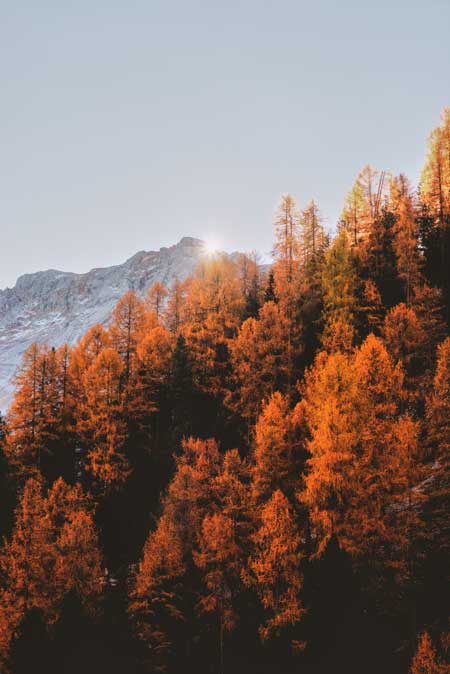 A look at a mountainside in fall, the trees are all warm orange, brown, and red shades.