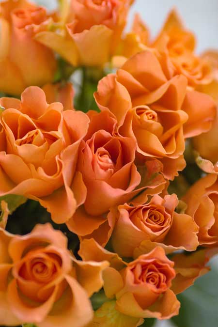 A bouquet of coral colored roses.