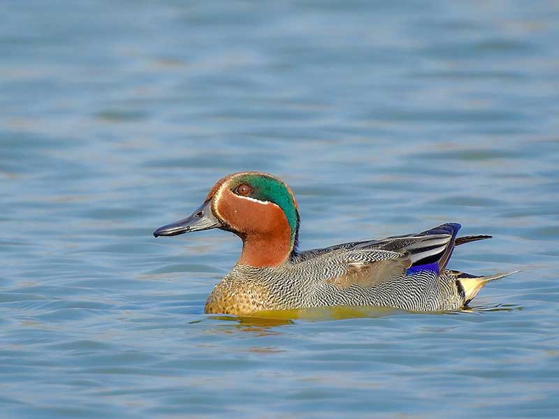 A Eurasian duck called the common teal floats in the water. This duck has a teal blue stripe on top of its head.