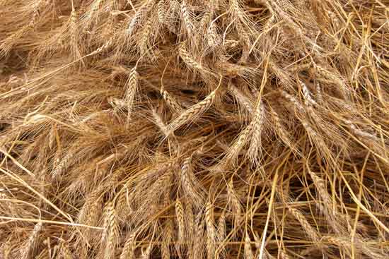 A close-up of golden stalks of wheat in a field.