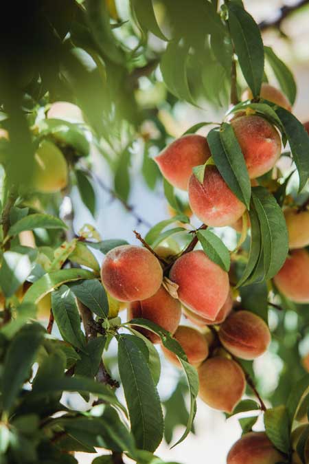 A branch of ripe peaches up in a tree silhouetted against a blue sky.