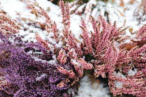 Pink and purple blossoms cover a heather shrub on the snowy ground.
