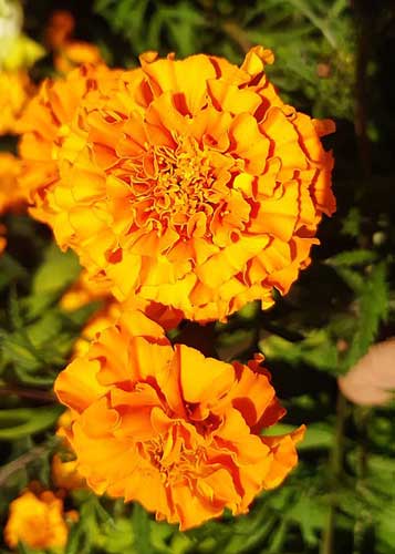 A close-up of honey yellow marigold blooms in the setting sun