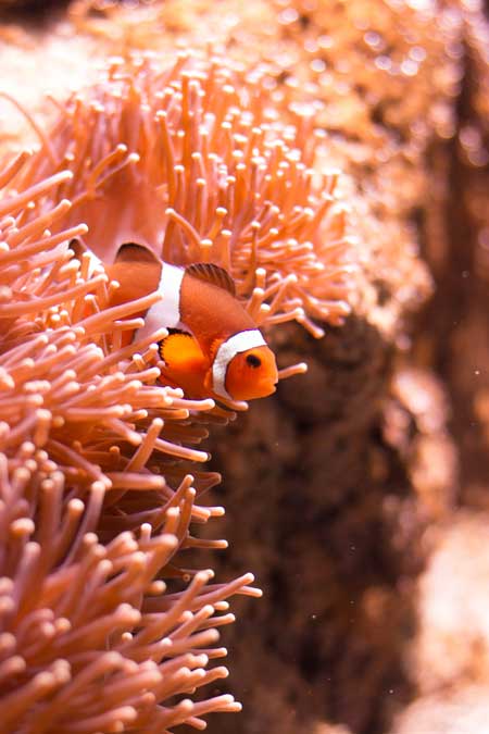An orange and white striped clown fish pokes it's head out from behind a coral reef.