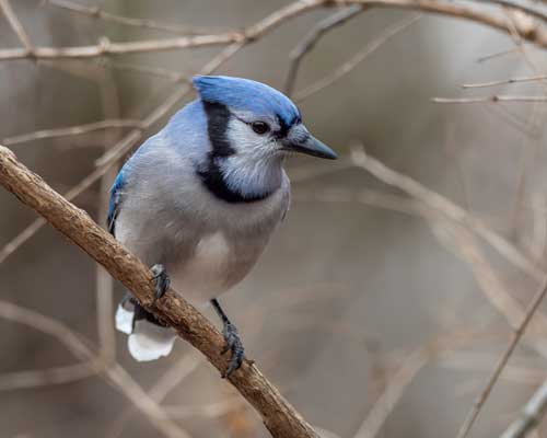 A blue jay is sitting on the branches of a tree in winter, looking out towards the ground.