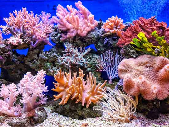 A variety of corals and other marine life.