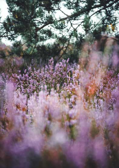 A file of purple heather blossoms cover shrubs that fill a heathland field.